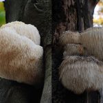 hericium-erinaceus-1P